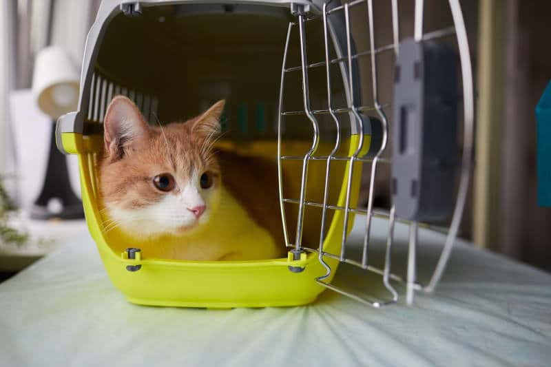 Cute domestic cat sitting in cage on the table