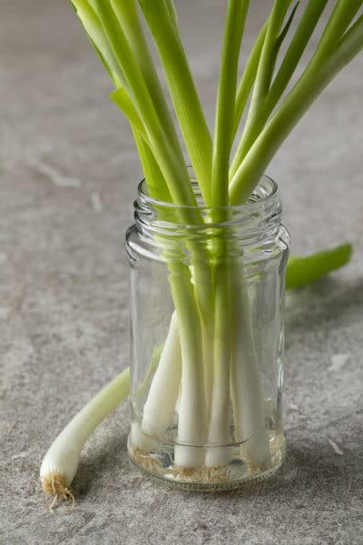 Fresh spring onions in a glass pot with water to keep them fresh