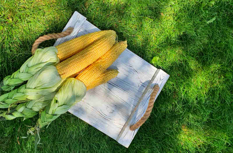 There are ears of fresh corn on a wooden tray