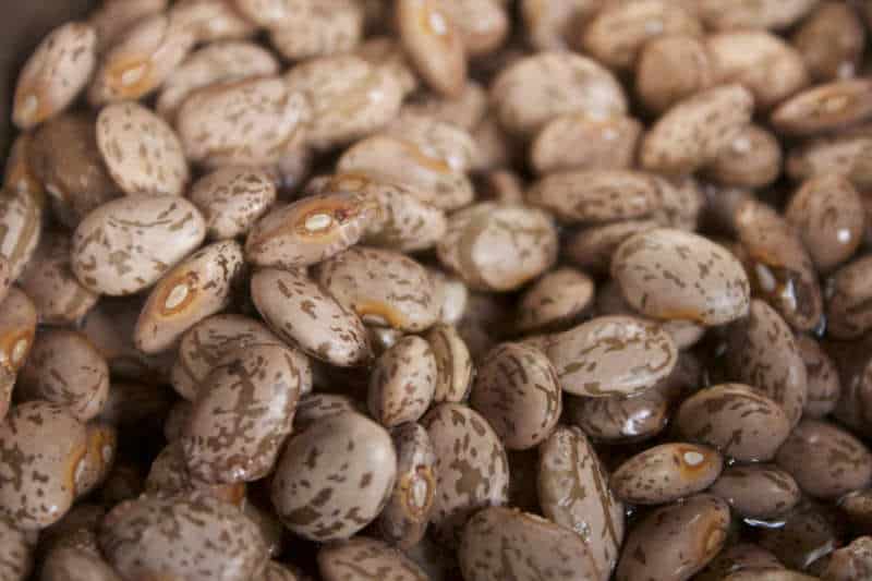 Pinto beans soaking in water