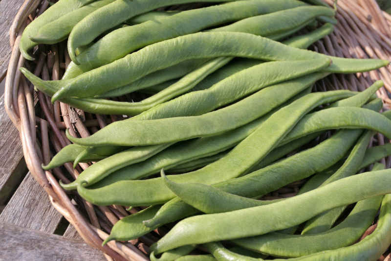 Freshly picked Runner beans on basket