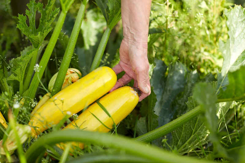 Farming, gardening, agriculture, harvest and people concept - hands of senior farmer picking squash at farm greenhouse