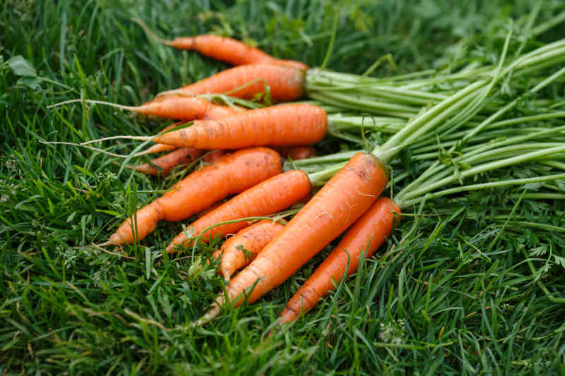 Freshly harvested and washed carrots drying on a green grass.