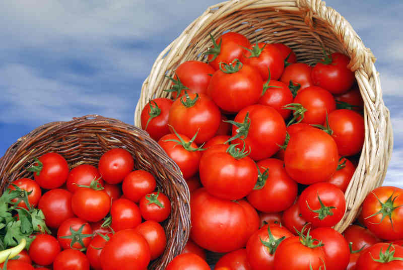 Fresh red tomatoes in baskets