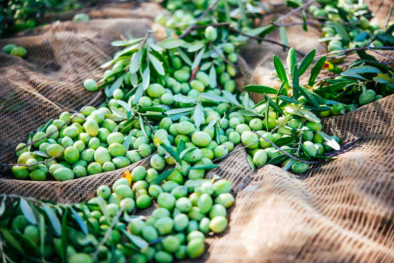 Harvesting olives in Sicily village, Italy