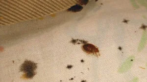 Fleas on clothes