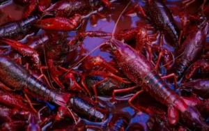Can You Freeze Live Crawfish